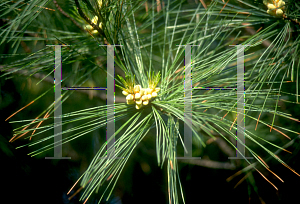 Picture of Pinus strobus 'Fastigiata'