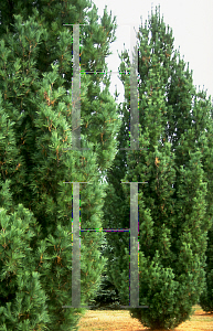 Picture of Pinus strobus 'Fastigiata'