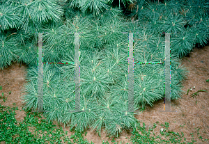 Picture of Pinus strobus 'Nana'