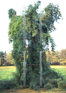 Picture of Pinus strobus 'Pendula'