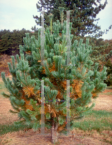 Picture of Pinus strobus 'Shirley'