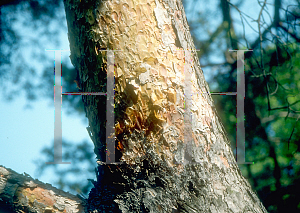 Picture of Pinus sylvestris '~Species'