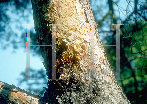 Picture of Pinus sylvestris 