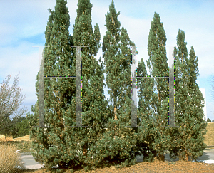 Picture of Pinus sylvestris 'Fastigiata'