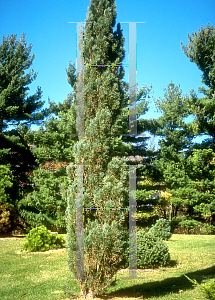 Picture of Pinus sylvestris 'Fastigiata'