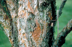 Picture of Pinus sylvestris 'Fastigiata'