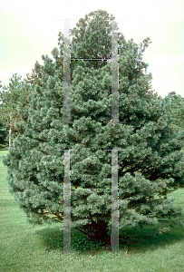 Picture of Pinus sylvestris 'Watereri'