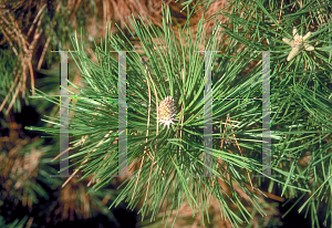 Picture of Pinus thunbergii 