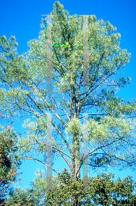 Picture of Pinus torreyana 