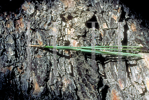 Picture of Pinus torreyana 