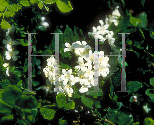 Picture of Murraya paniculata 