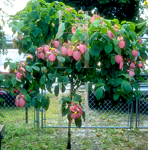 Picture of Mussaenda erythrophylla 