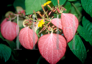 Picture of Mussaenda erythrophylla 