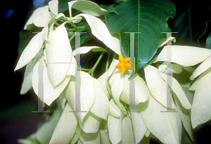 Picture of Mussaenda philippica 