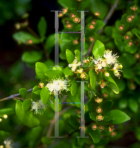 Picture of Myrcianthes fragrans 