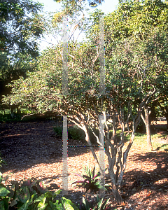 Picture of Myrciaria cauliflora 