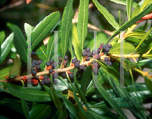 Picture of Myrica californica 