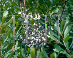 Picture of Myrica pensylvanica 