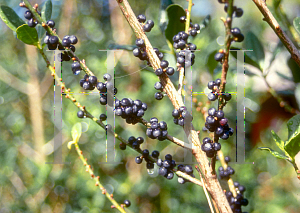 Picture of Myrsine guianensis 