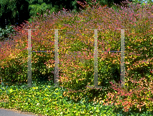 Picture of Nandina domestica 