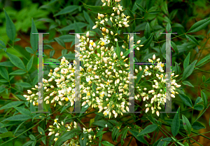 Picture of Nandina domestica 