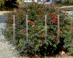 Picture of Nandina domestica 