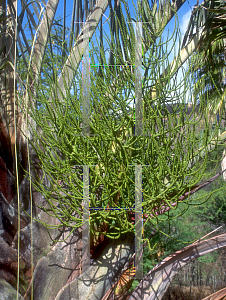 Picture of Neodypsis decaryi 