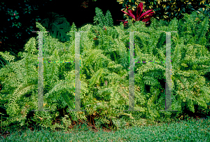 Picture of Nephrolepis exaltata 'Crispa'