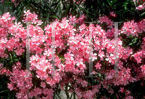 Picture of Nerium oleander 