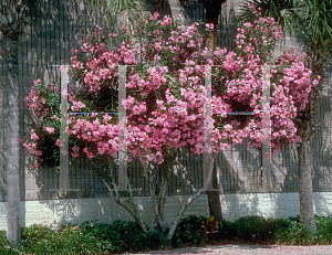 Picture of Nerium oleander 