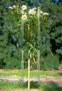 Picture of Nerium oleander 'Isle of Capri'