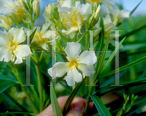 Picture of Nerium oleander 'Isle of Capri'