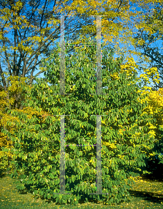 Picture of Nyssa sinensis 