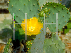Picture of Opuntia brasiliensis 