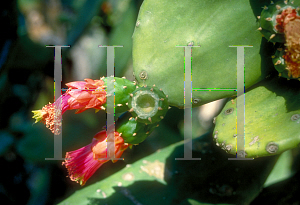 Picture of Opuntia ficus-indica 