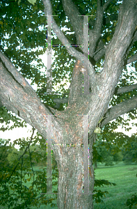 Picture of Ostrya virginiana 