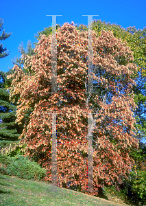 Picture of Oxydendrum arboreum 