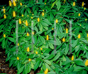 Picture of Pachystachys lutea 