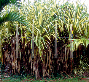 Picture of Pandanus sanderi 