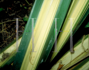 Picture of Pandanus sanderi 