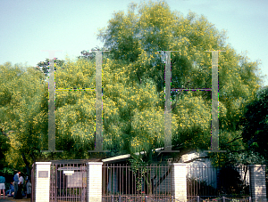 Picture of Parkinsonia florida 