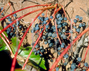 Picture of Parthenocissus tricuspidata 