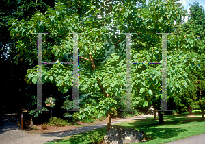 Picture of Paulownia tomentosa 