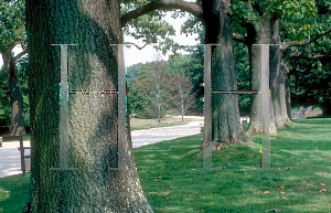 Picture of Paulownia tomentosa 