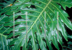 Picture of Philodendron bipinnatifidum 