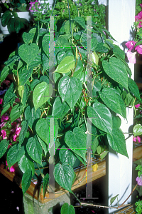 Picture of Philodendron scandens 