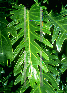 Picture of Philodendron x 'Xanadu'