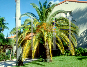 Picture of Phoenix canariensis 