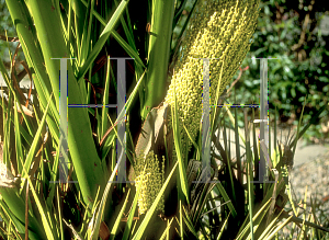 Picture of Phoenix canariensis 