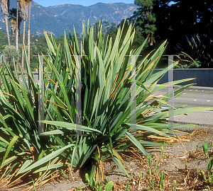 Picture of Phormium tenax 